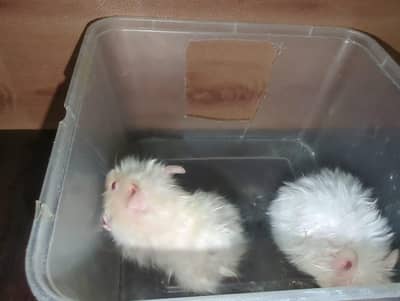 triple coat hamster