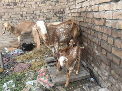goats  makhi cheeni breed .