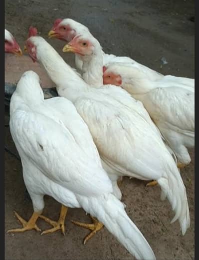 اوریجنل بلیک ڈریگن  امپورٹڈ بلڈ لائن