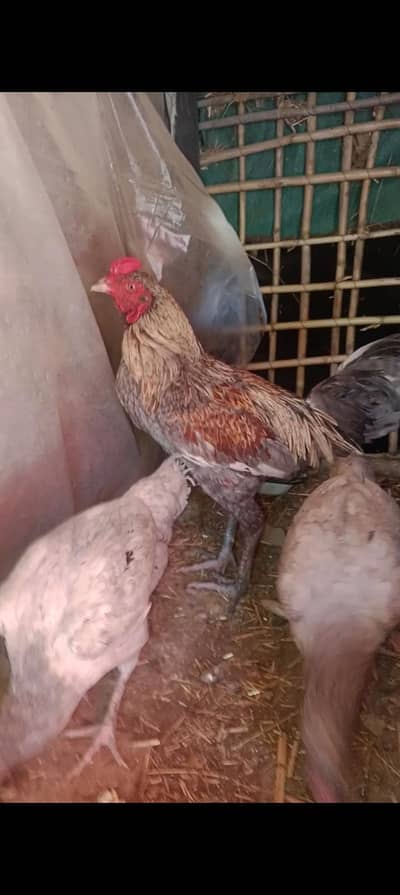 pure Desi rooster murgha with 4 pure Desi hen