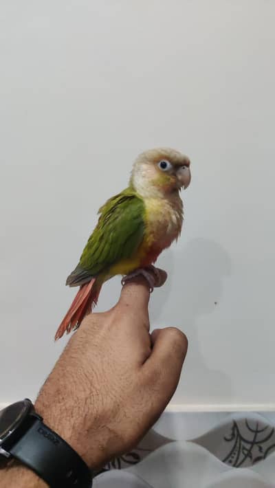 Tamed Pineapple High Red Female With DNA