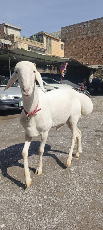 Full gulabi Beautiful turkey dumba Gora