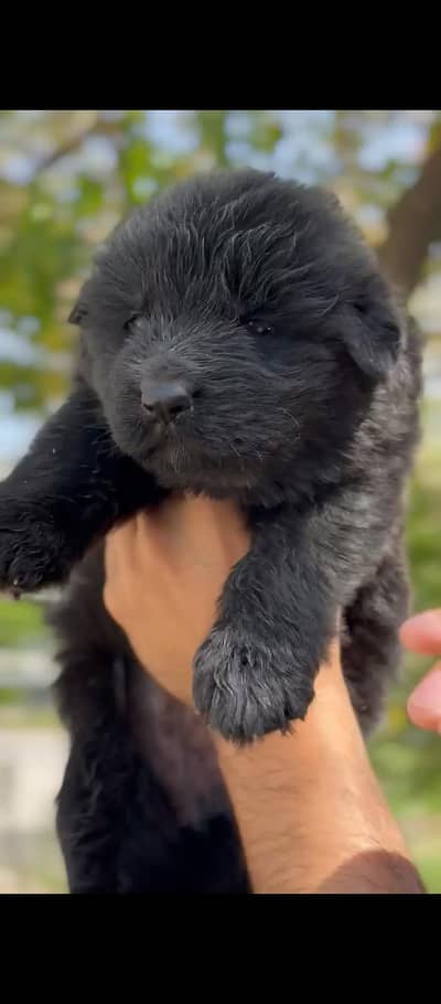 Top Qaulity Long Hair pair Pup German shepherd