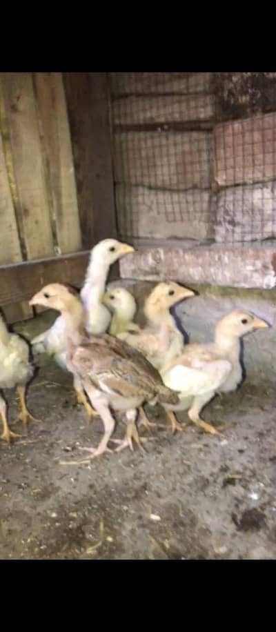 Top Quality aseel chick 03204048942