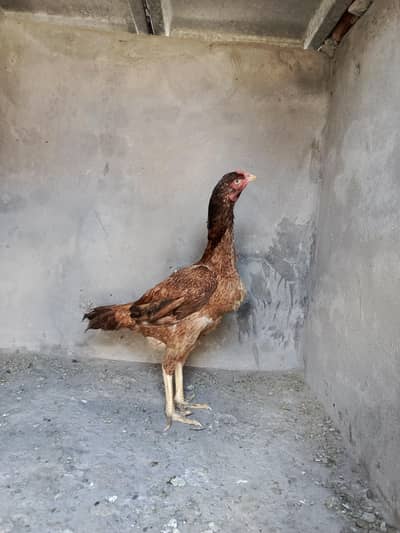 aseel quality murghi