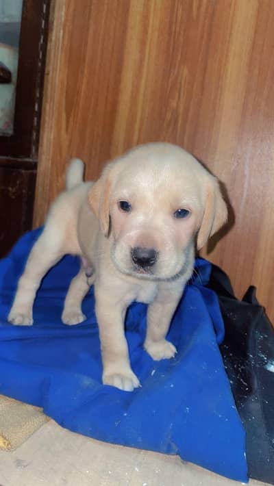 Male Puppy Healthy Active watsapp 03244301521