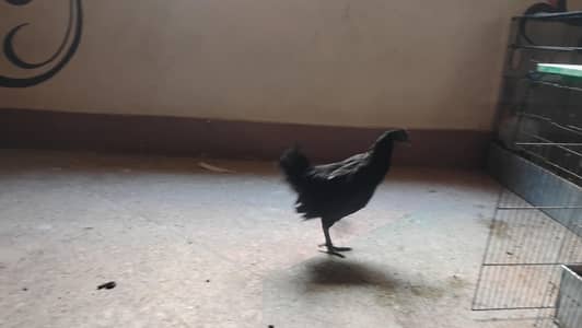 Ayam Cemani Grey | Golden Heavy Buff | White Silkie