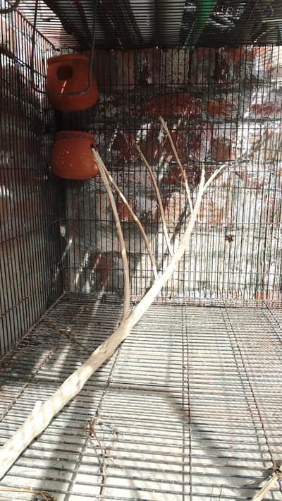 big and strong cage availabumber 03221406653