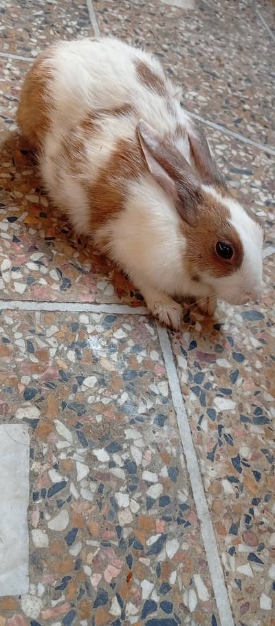 Cute Male & Female Rabbits for Sale 