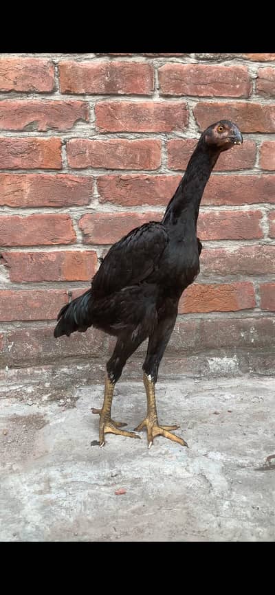 ASEEL SHAMO LONG HEIGHT HIGH QUALITY