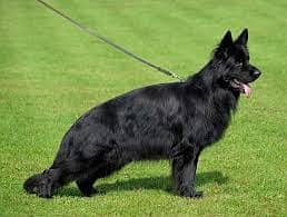 Pedigree long coated black German shepherd puppies available for sale