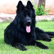 Pedigree long coated black German shepherd puppies available for sale