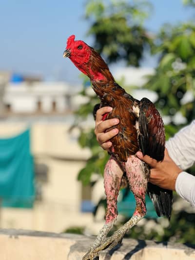 Thai egg avalible fertility 100% is male ba bachay bi mil jaye ga age