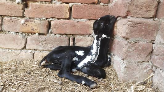 Kala Dabba Beetal Male Kid pure blood line Breeder quality