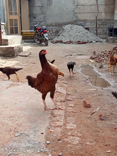 High Quality Aseel Chicks