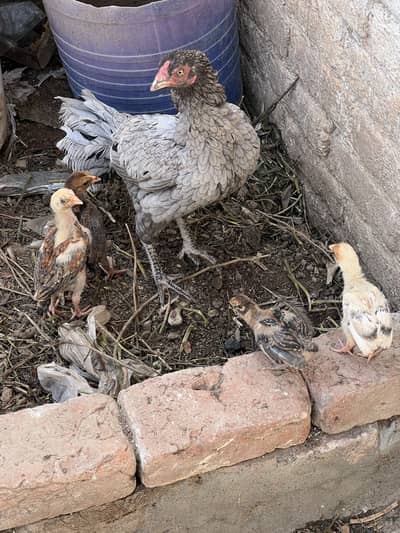 Hen with chicks for sell