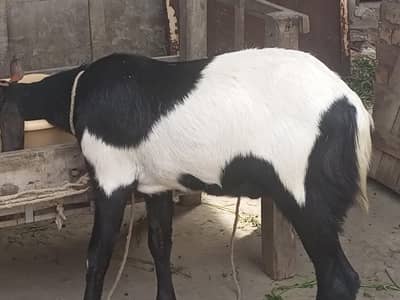 Bakra