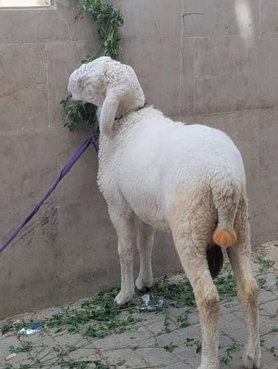 vip dumbba 0370 0277501