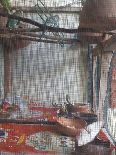 bajri 5 pairs with 4 children and 7 eggs all healthy and have breeding