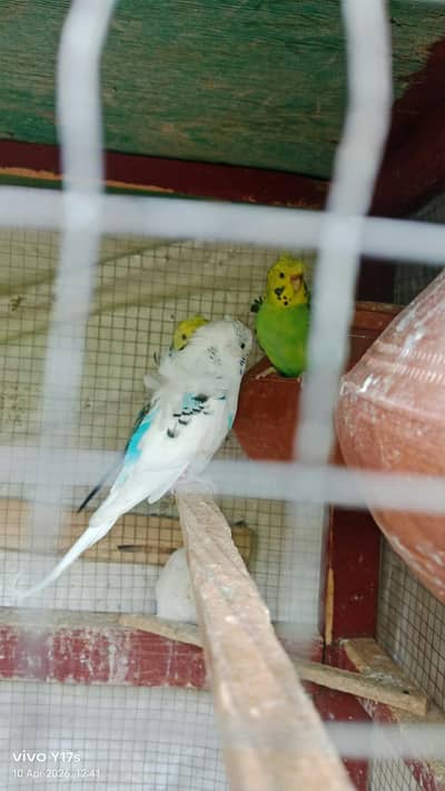 hogoromo budgies