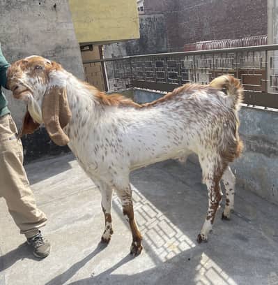 Makhi Cheeni bakra