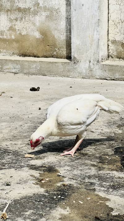 Aseel Heera for sale female