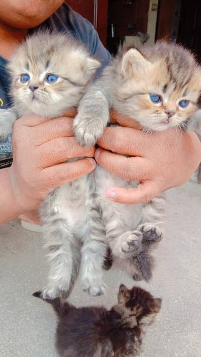 3 male 1 female Persian kitten