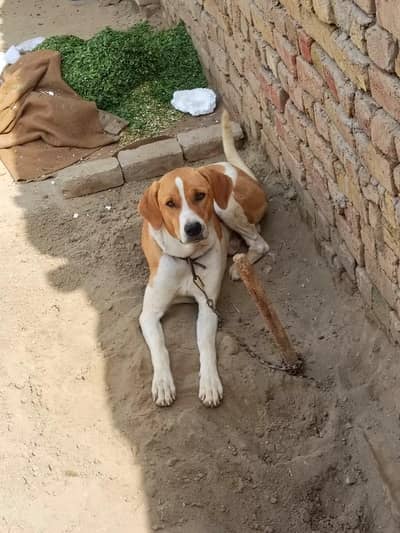 Pointer puppy | pointer male Dog | breeder Male | english Pointer dog