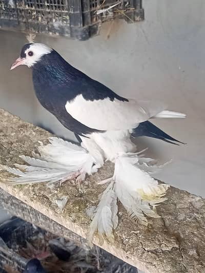 Red and Black Megpie Revse 2 kali phat a for sale