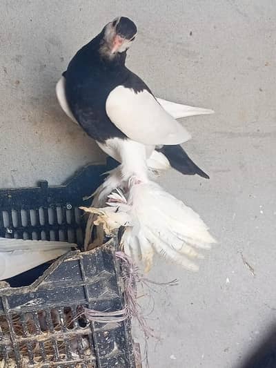 Red and Black Megpie Revse 2 kali phat a for sale