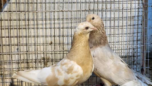 Indian pigeons
