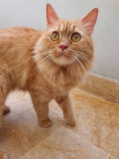 Ginger female cat for sale! 