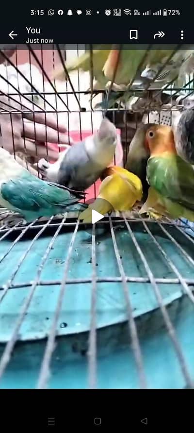 quality mix love bird available different prices