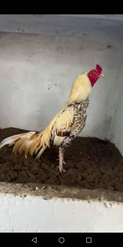 lasani aseel price per 550