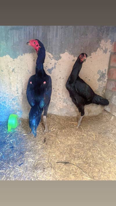 Black Shamoo | Shamo | Black Shamoo Pair | Japanese King Shamoo Pair