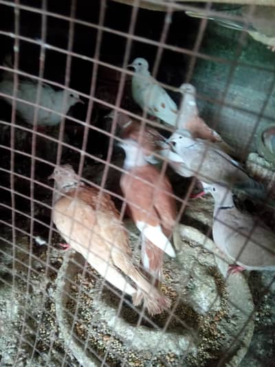 doves for sale