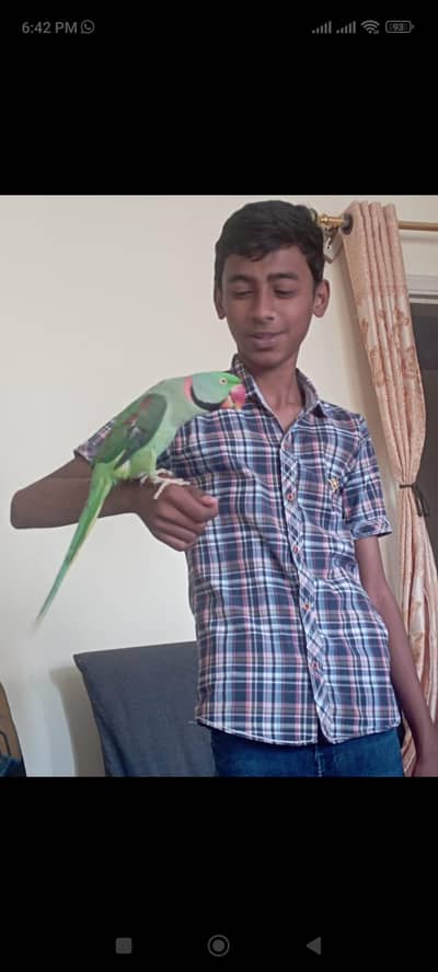KASHMIRI RAW HAND TAME PARROTS (TWO MALES).