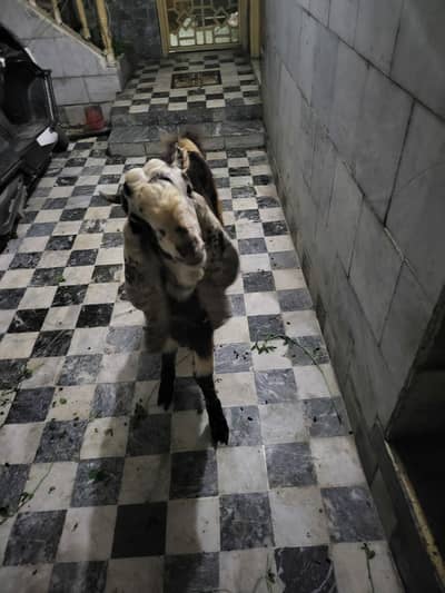 mashallah healthy and active h moo say donda h