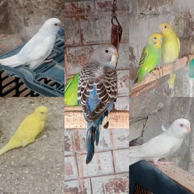 Australion Perot's for sale. . 450 Ka Ka 1 piece hy