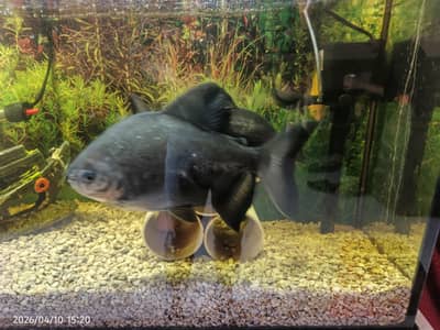 pacu fish pair