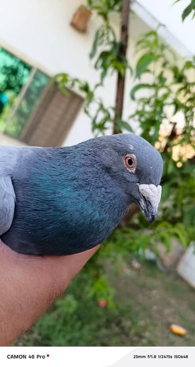 breader pair for sale