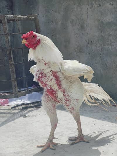 Aseel Heera For Sale