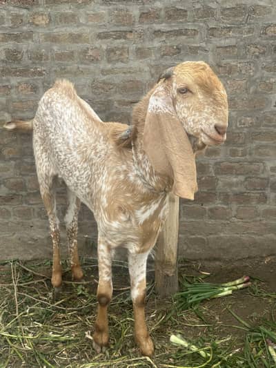 Male Haroonabad Breed Goat bakra for qurbani