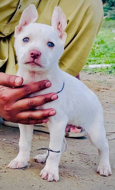 Pure Kohati mail 2 months for sale