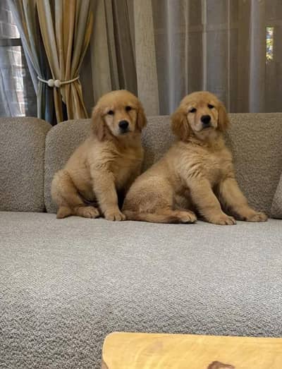 Golden Retriever KCP American Pedigree Puppies