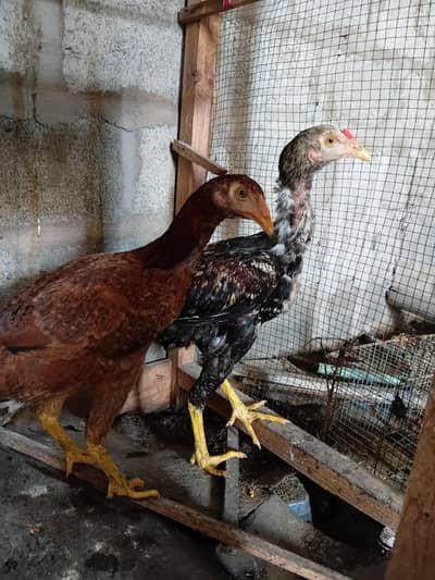 pure sindhi aseel pair