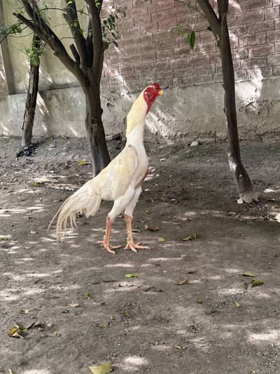 White shamo chicks and fertile eggs available