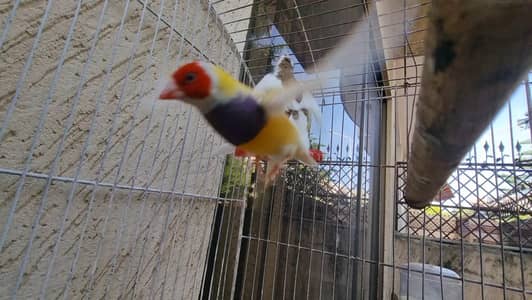 lutino gouldian finches