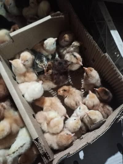 Golden misri chicks available for sale