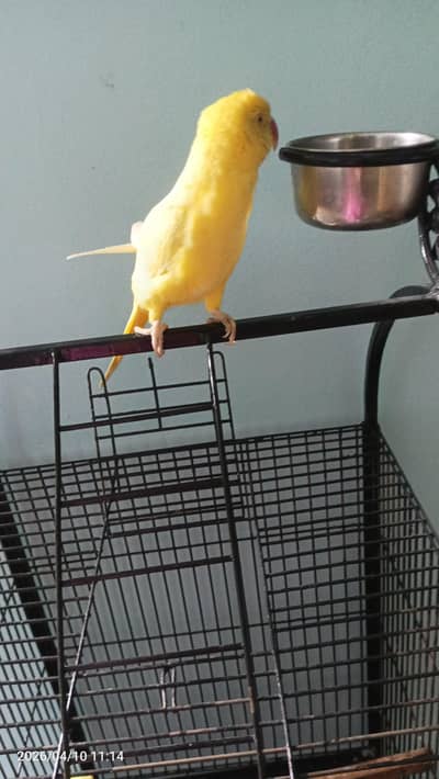yellow tamed talking parrot